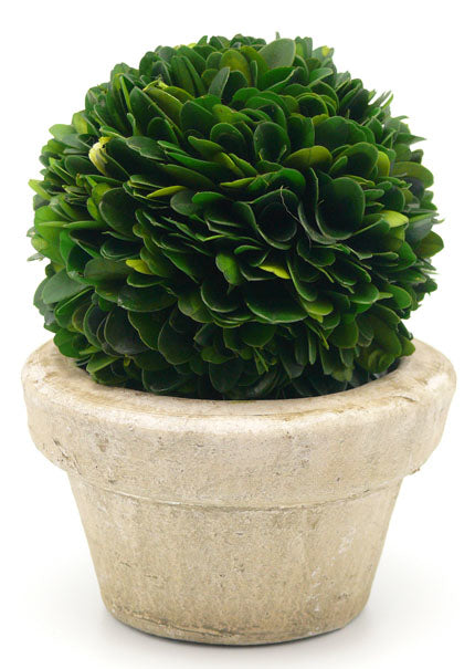Serene Spaces Living Preserved Boxwood Ball with Small Pot, Set of 12 – Natural Indoor Greenery, Simple Care, 5.5"x 4"
