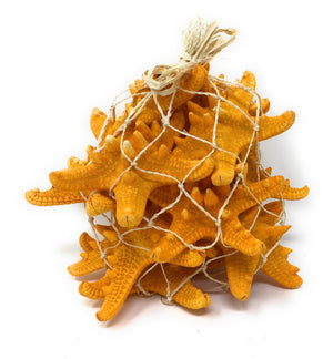 Orange Starfish, Set of 12