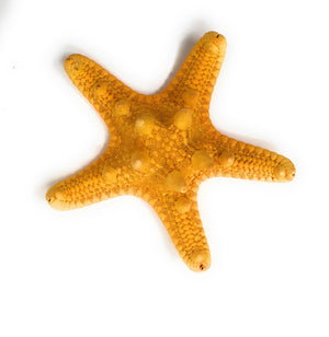 Orange Starfish, Set of 12