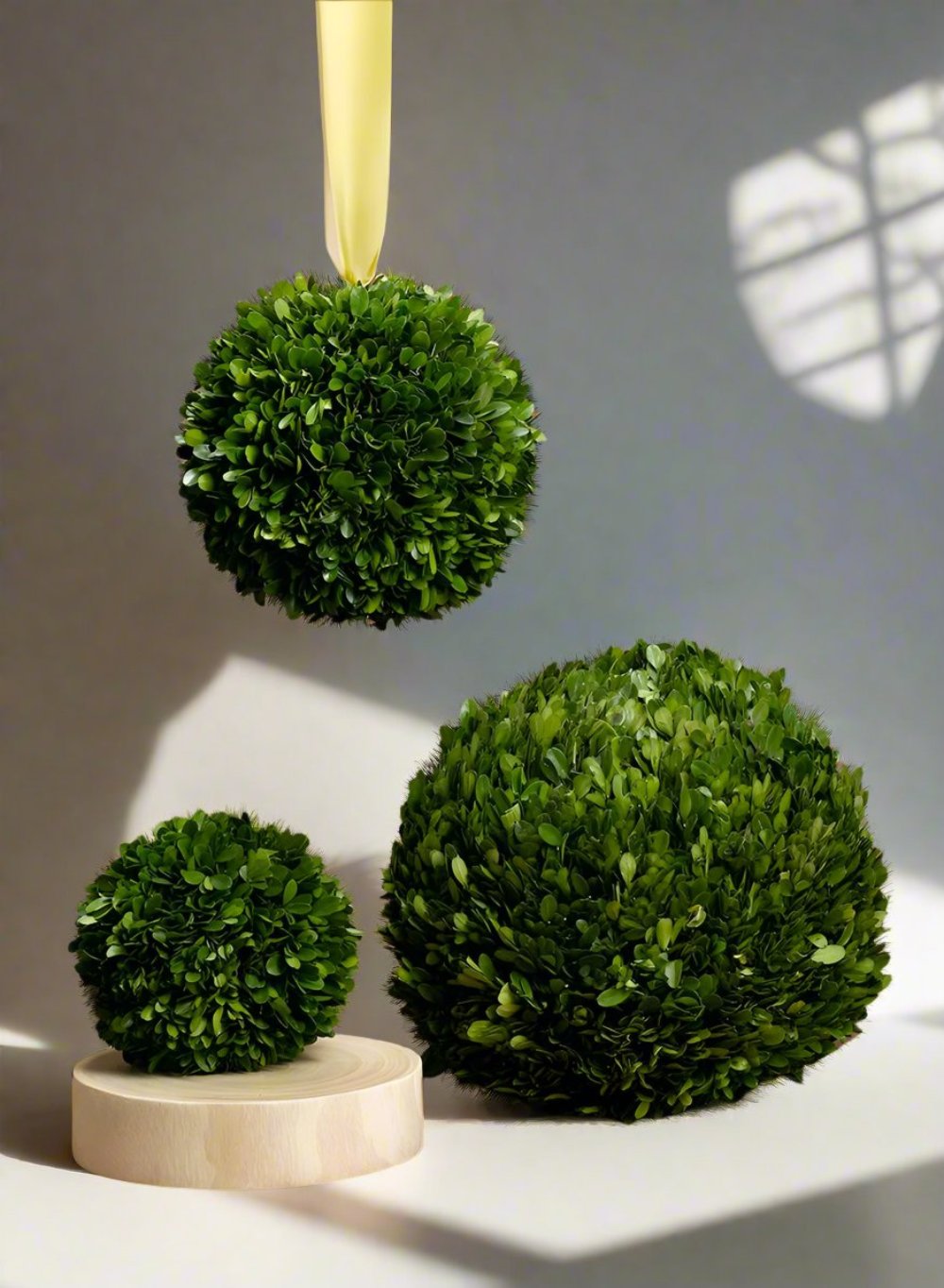 Preserved Boxwood Ball, in 4 Sizes