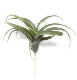 Faux Frosted Tillandsia, In 2 Sizes