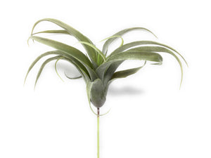 Faux Frosted Tillandsia, In 2 Sizes