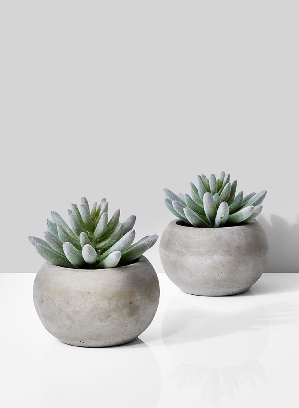 Finger Succulent In Pot, Set of 2