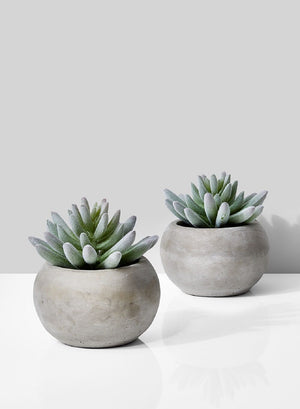 Serene Spaces Living Set of 2 Flocked Finger Succulent In Cement Pot, 4" D x 4" H
