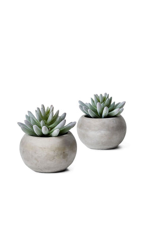 Serene Spaces Living Set of 2 Flocked Finger Succulent In Cement Pot, 4" D x 4" H