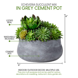 6" Echeveria Succulent Mix in Grey Cement Pot