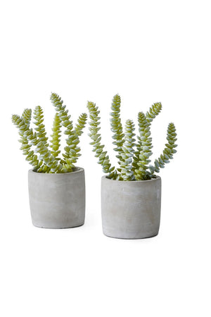 String of Buttons Succulent in Pot, Set of 2