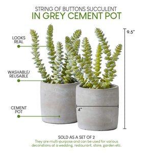 Serene Spaces Living Set of 2 String of Buttons Succulent in Grey Cement Pot