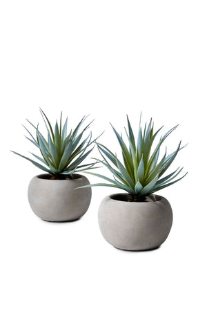 Serene Spaces Living Set of 2 Sword Grass in Grey Cement Pot, 6" Dia x 8" Tall