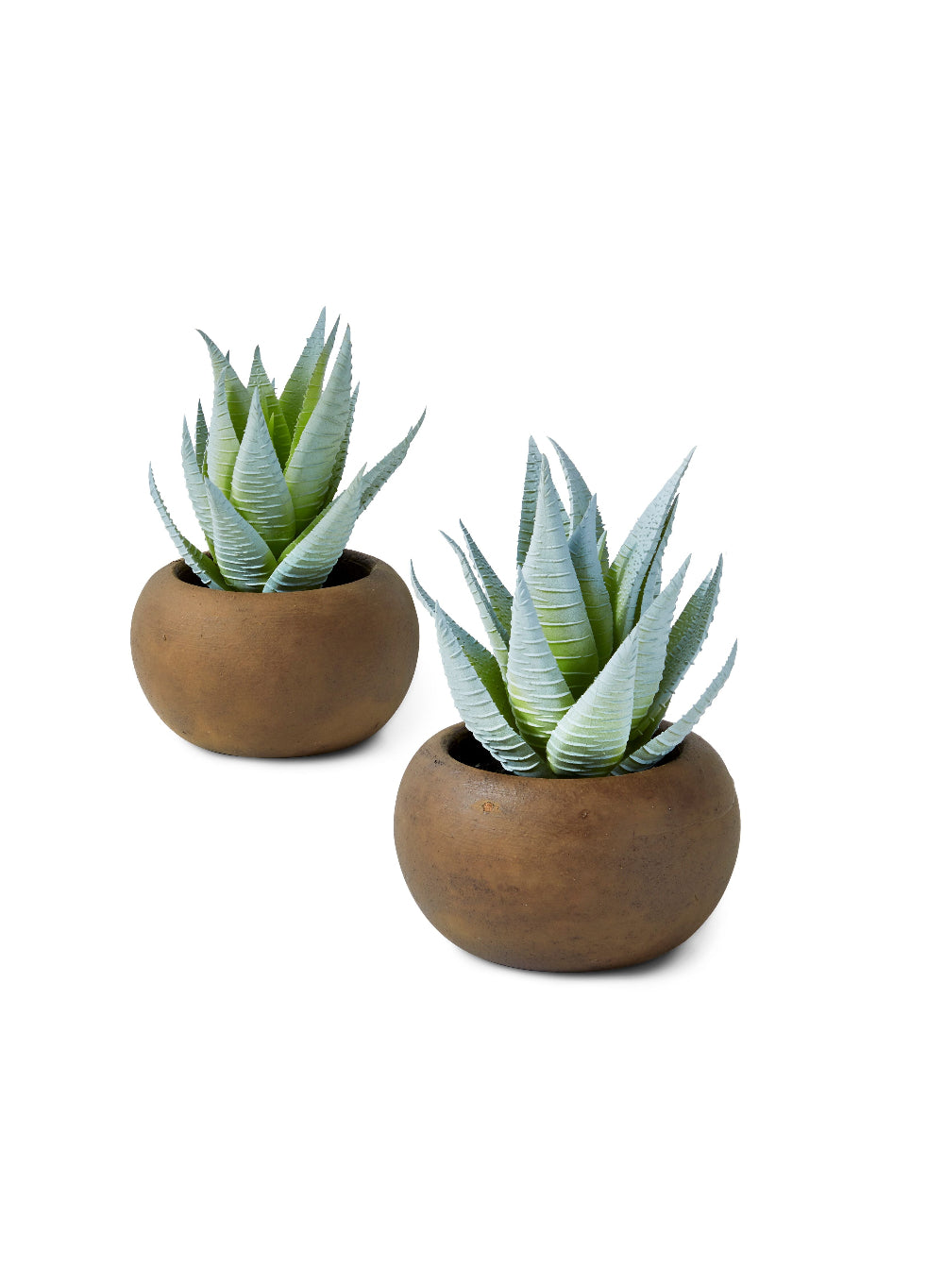 Haworthia Zebra in Brown Pot - Set of 2