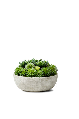 Serene Spaces Living Echeveria Succulent Mix in Bowl, Measures 10" Dia x 7" Tall